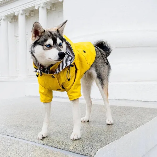 Dog Raincoat - Yellow